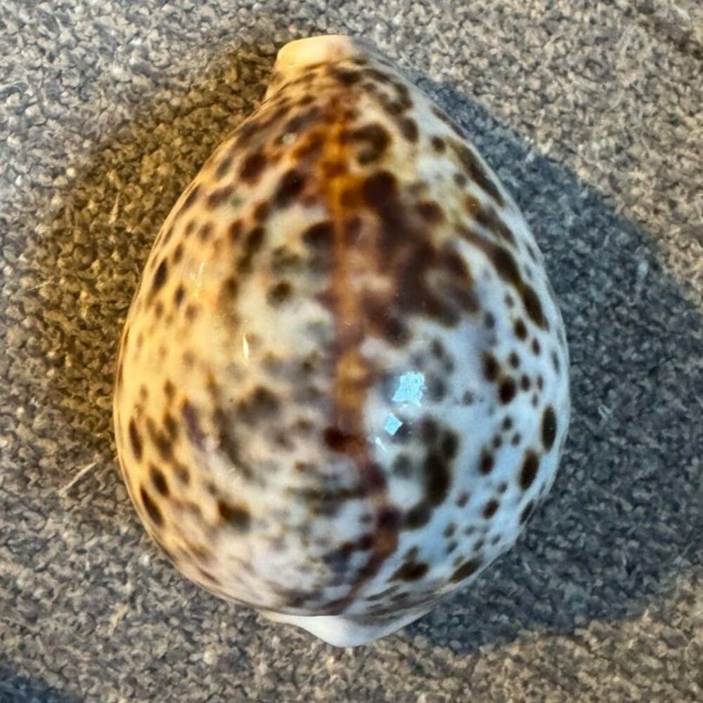 Tiger Cowrie (Cypraea Tigris) shell 3 1/2" perfect condition leopard print shell